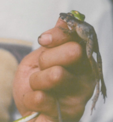 Pulchrana baramica