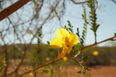 Petalostylis labicheoides