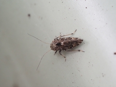 Nimbopsocus australis