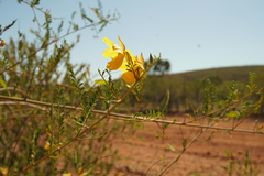 Petalostylis labicheoides