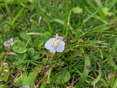 Mazus fauriei