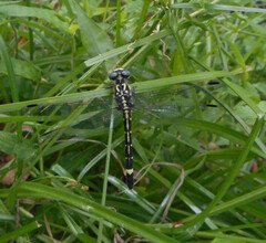 Austroepigomphus praeruptus