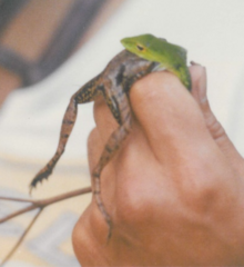 Pulchrana baramica