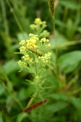 Eschenbachia stricta