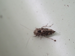 Nimbopsocus australis