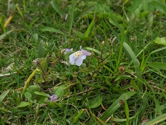Mazus fauriei