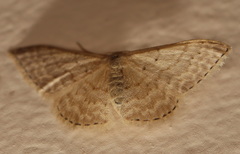 Idaea philocosma