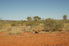 Petalostylis labicheoides