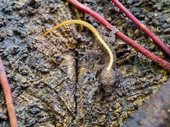 Cnemaspis mysoriensis