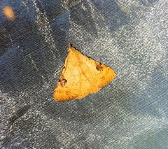 Mosopia pallidusalis