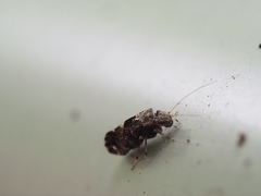Nimbopsocus australis