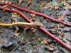 Cnemaspis mysoriensis