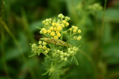 Eschenbachia stricta