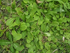 Mazus fauriei