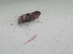 Nimbopsocus australis