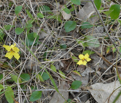 Goodenia hederacea