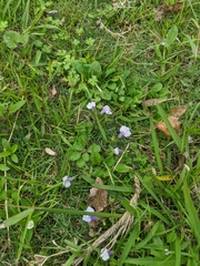Mazus fauriei