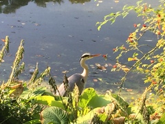Ardea cinerea