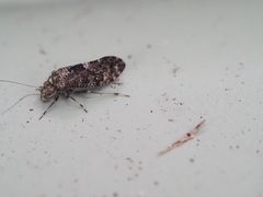 Nimbopsocus australis