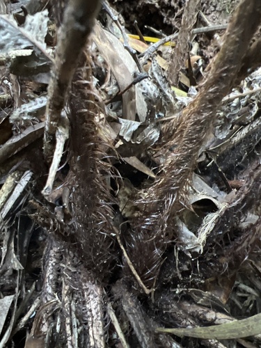 Dryopteris sandwicensis