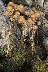 Ptilostemon hispanicus