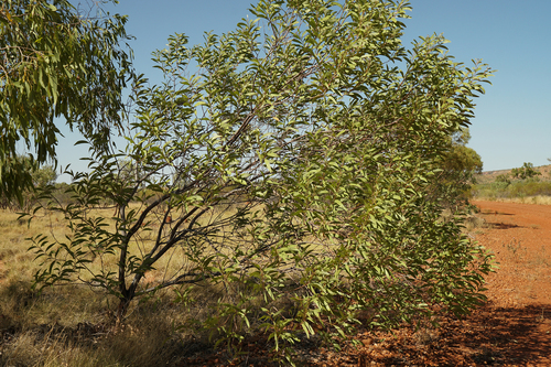 Thomson's Wattle (Acacia thomsonii)