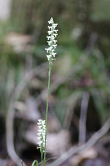 Spiranthes