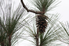 Pinus palustris