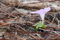 Ruellia caroliniensis