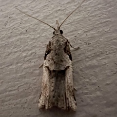 Harmologa amplexana