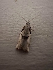 Harmologa amplexana