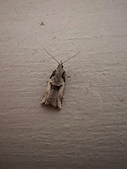 Harmologa amplexana