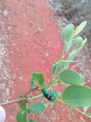 Lampromicra senator