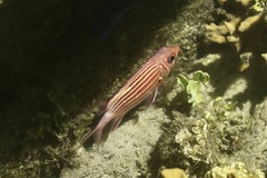 Sargocentron diadema