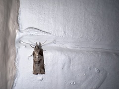 Harmologa amplexana