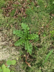 Cirsium japonicum australe