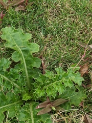 Cirsium japonicum australe