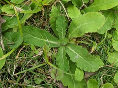 Mazus fauriei