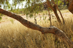 Corymbia