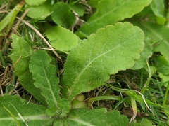 Mazus fauriei