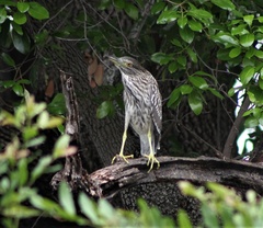 Nycticorax nycticorax nycticorax