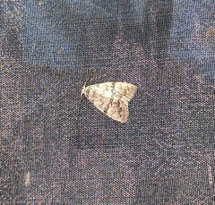 Barasa acronyctoides