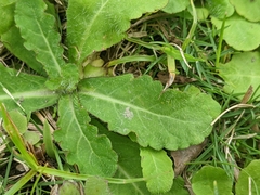 Mazus fauriei