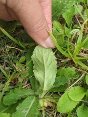 Mazus fauriei