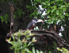 Megaceryle maxima maxima