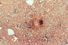 Zodariidae