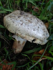 Agaricus