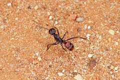 Rhytidoponera taurus