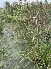 Cyperus dives