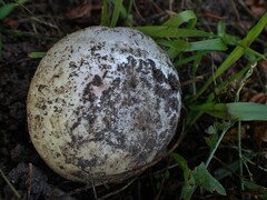 Agaricus